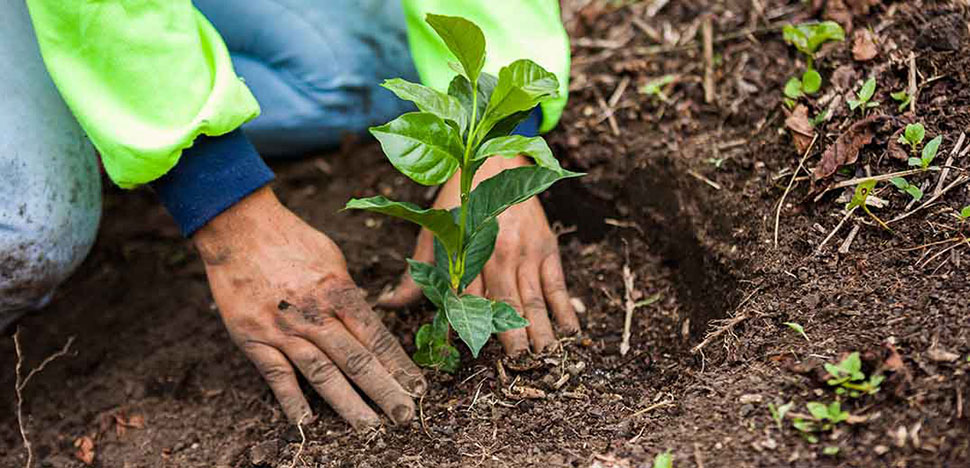 farmer planting plantlet wide farmer planting plantlet wide