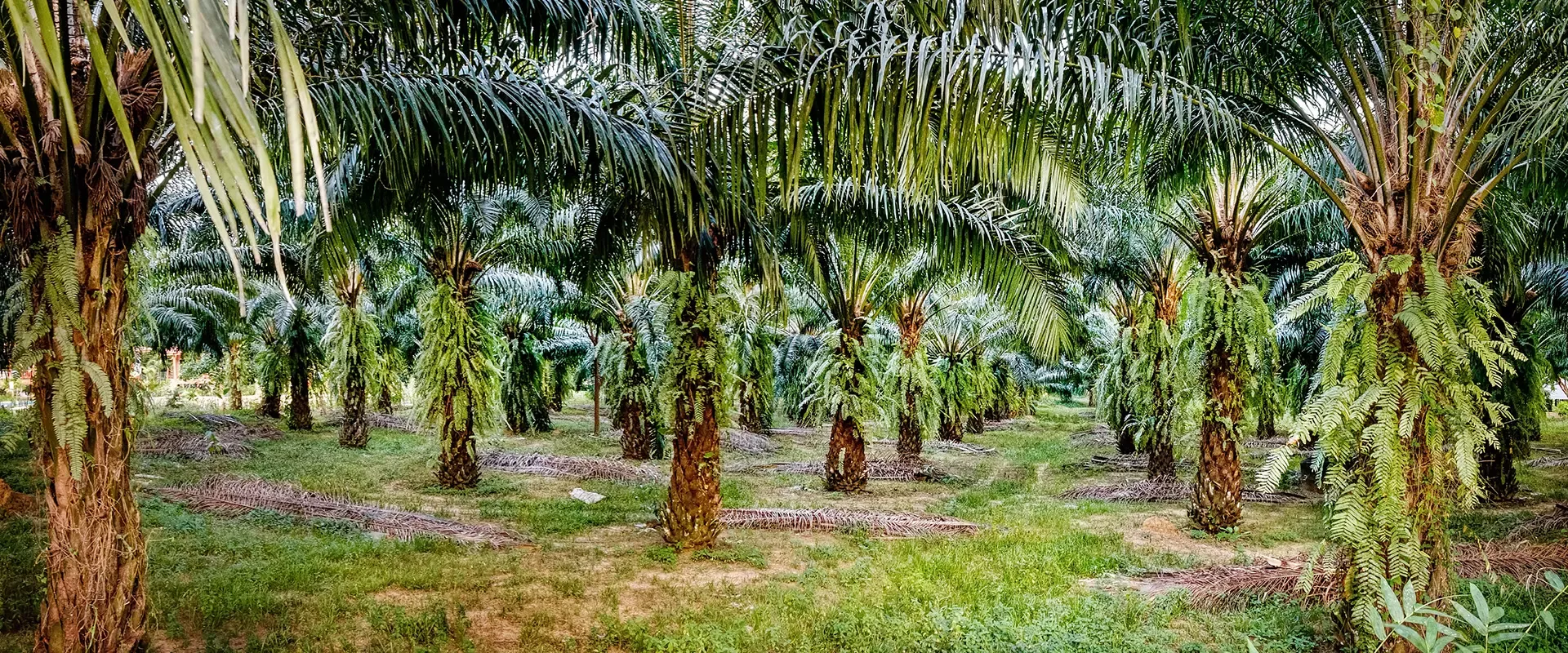 Responsibly Sourced Palm Oil