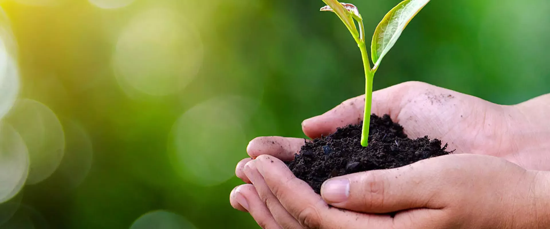 plant trees