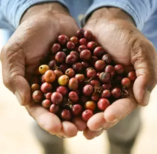 Farming the best homegrown coffee beans with Nescafé Grown Respectfully