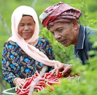 Improving farm economics for chilli crop via Nestlé Chilli Club