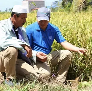 Positively impacting local farmers through Nestlé Paddy Club
