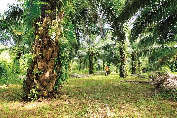 Palm Oil