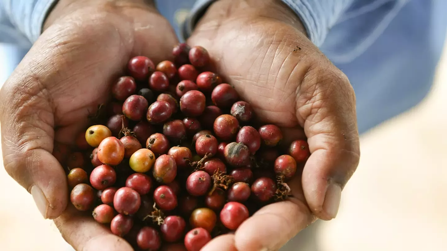 Nescafé Grown Respectfully