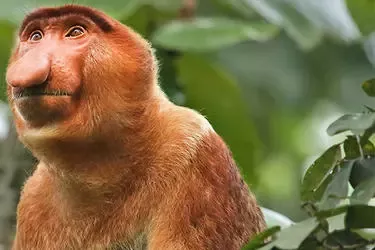Kinabatangan Rileaf Project