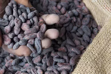 bag of cocoa